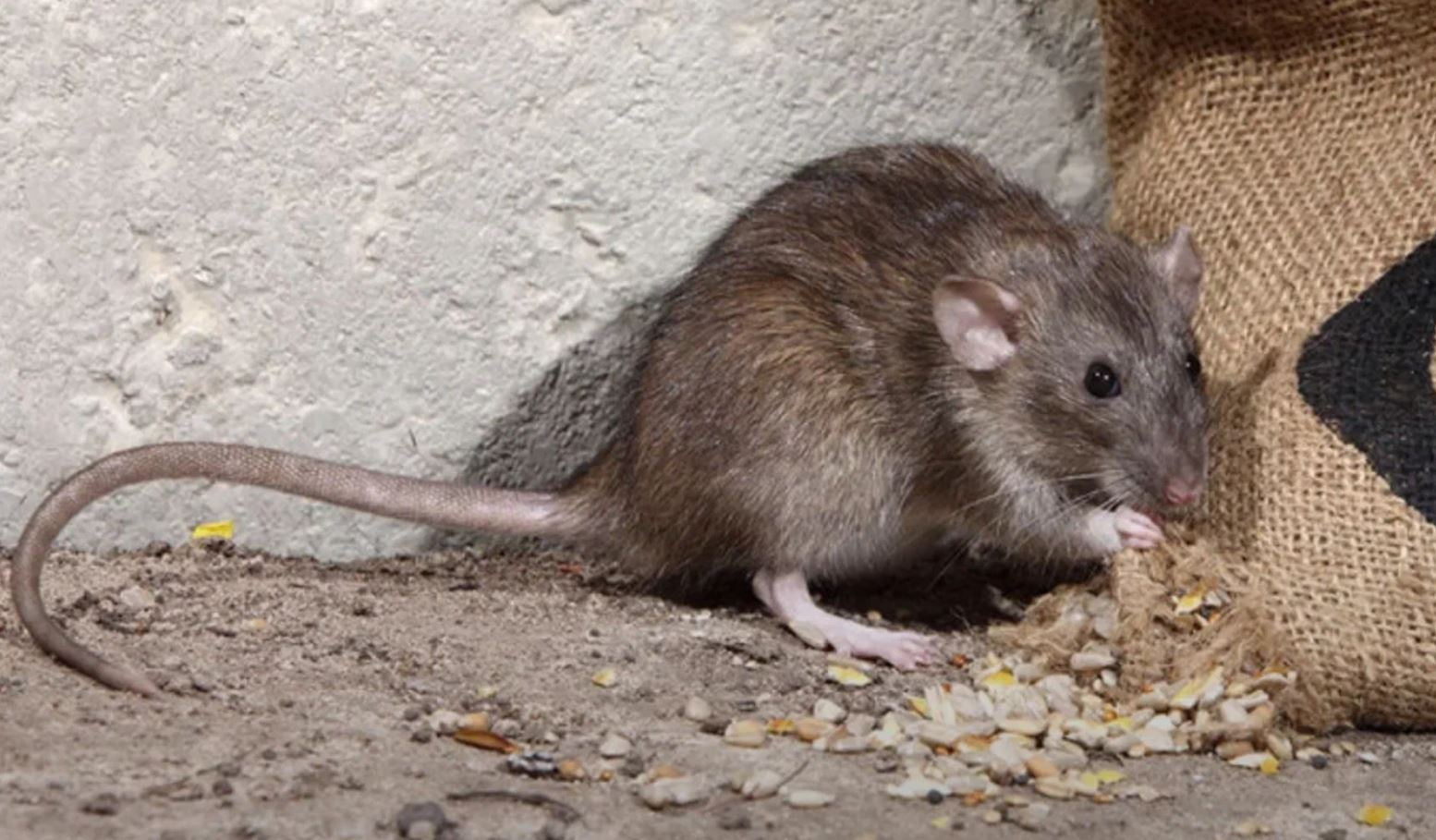фото: Профессиональная дератизация в Новокузнецке: <br/>+7-909-173-42-96