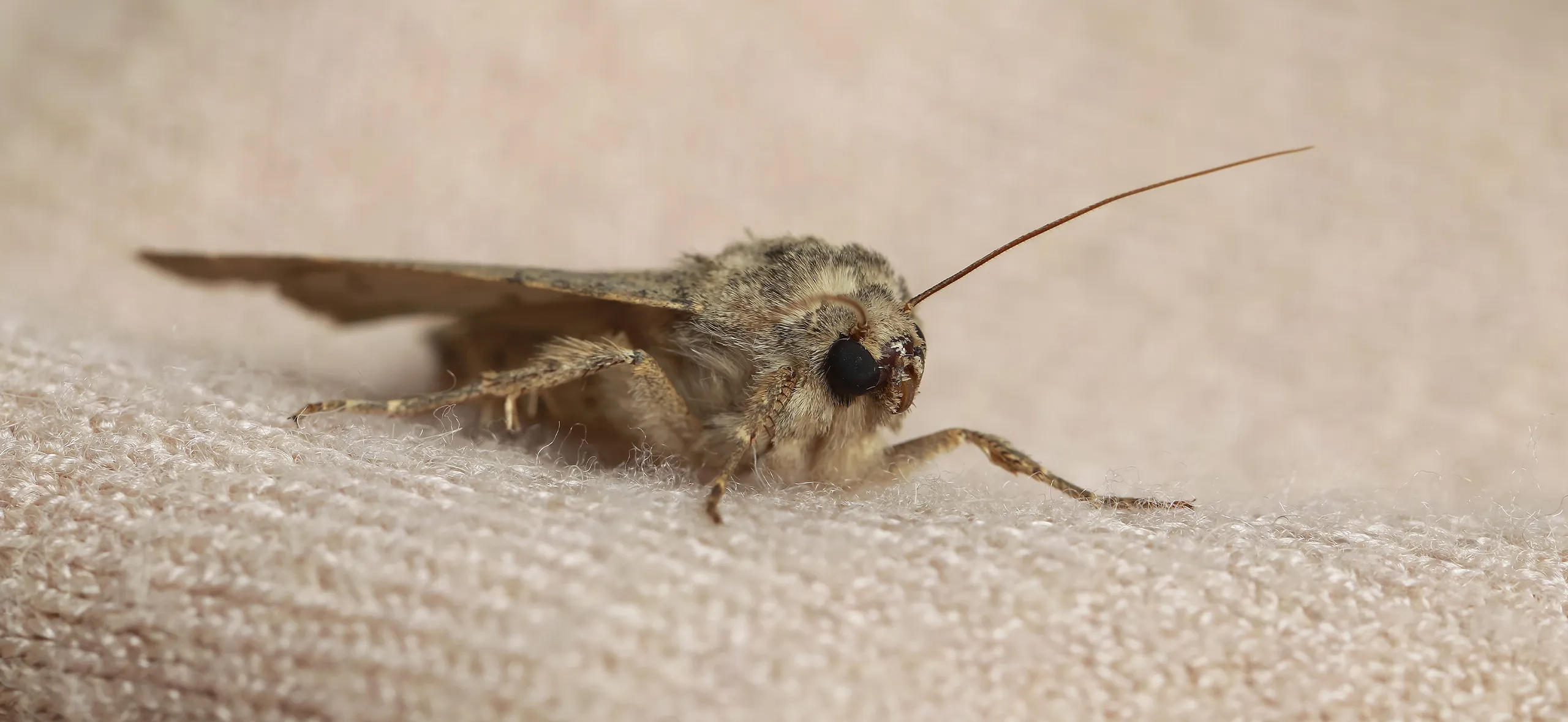 фото: Профессиональная обработка от моли в Новокузнецке: <br/>+7-909-173-42-96