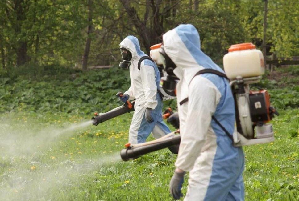 фото: Профессиональное уничтожение мух в Новокузнецке: <br/>+7-909-173-42-96